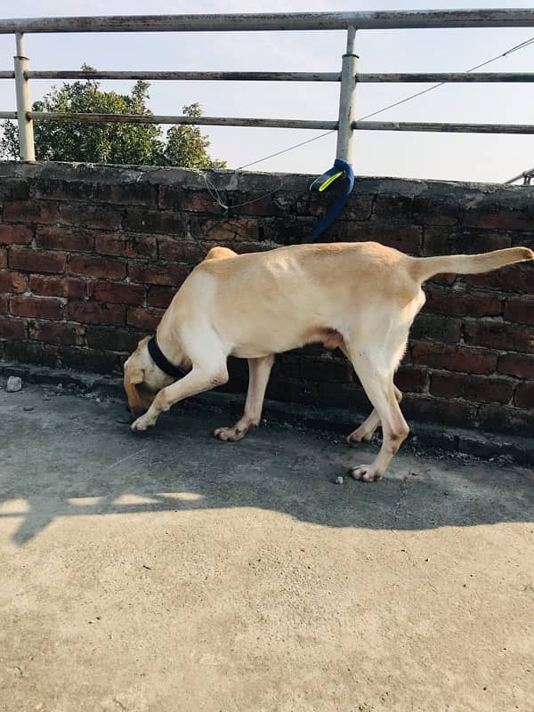 Labrador British male 5