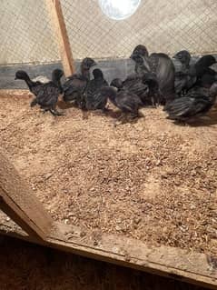 ayam cemani chcks/male/female/chicks/hens