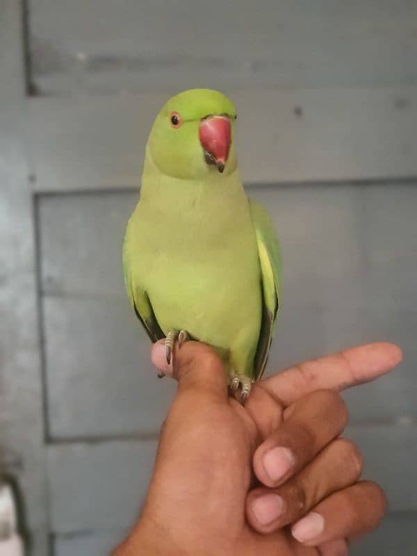 0321/8577/966 green parrot ring nack hand tame 1