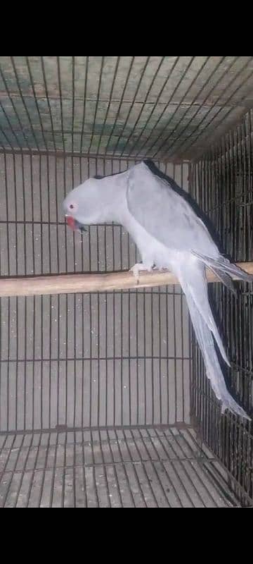 Dark grey ringneck male 0