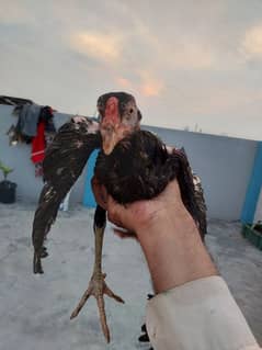 Aseel And Ande wali Desi Murgiyan Hens For Sale