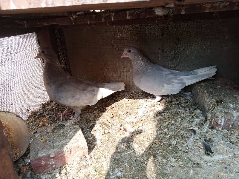 quality pigeons pairs forsale only multan waly rabta karen 1