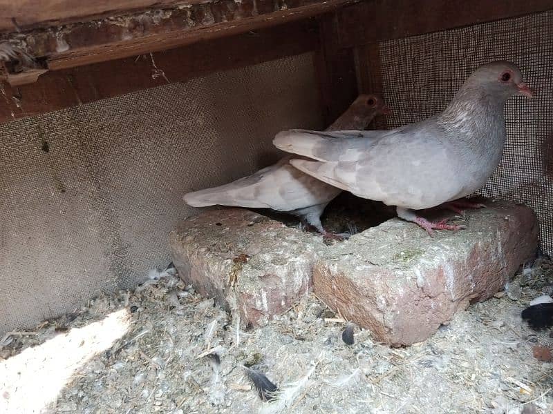 quality pigeons pairs forsale only multan waly rabta karen 2