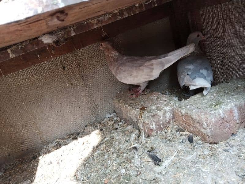 quality pigeons pairs forsale only multan waly rabta karen 3