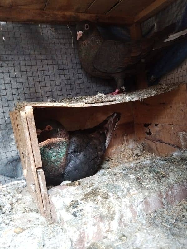 quality pigeons pairs forsale only multan waly rabta karen 4