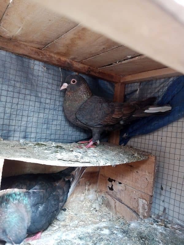 quality pigeons pairs forsale only multan waly rabta karen 5