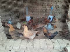 Desi hens male(1200 rupay killo)