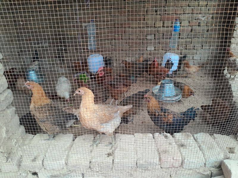 Desi hens male(1200 rupay killo) 0