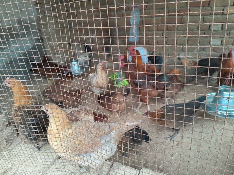 Desi hens male(1200 rupay killo) 1