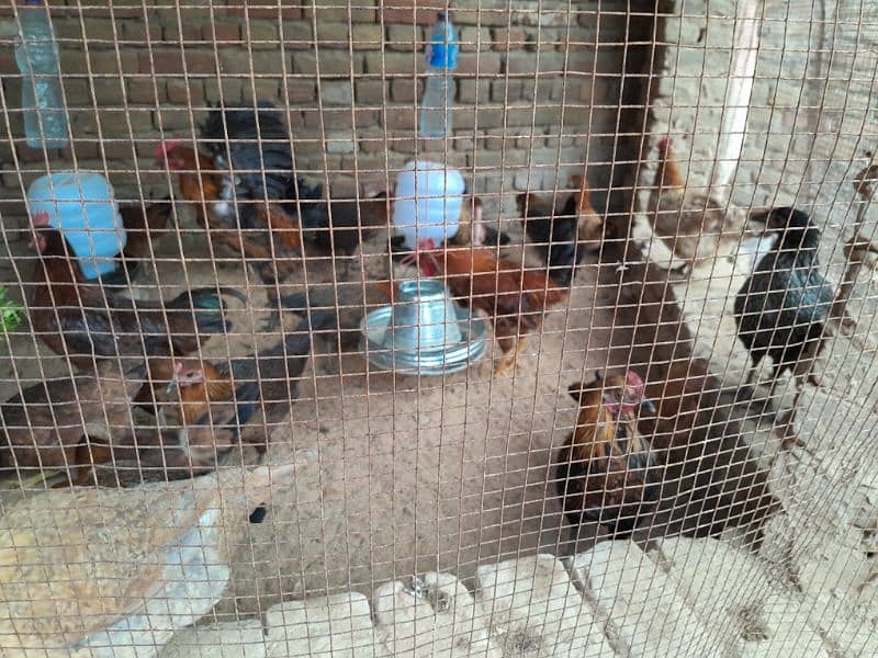 Desi hens male(1200 rupay killo) 2