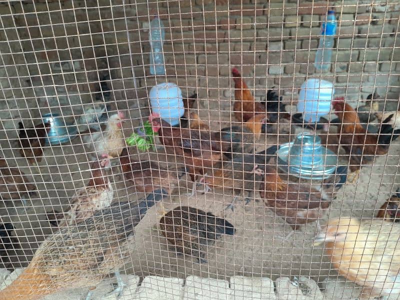 Desi hens male(1200 rupay killo) 3