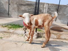 Pregnant Teddy goat