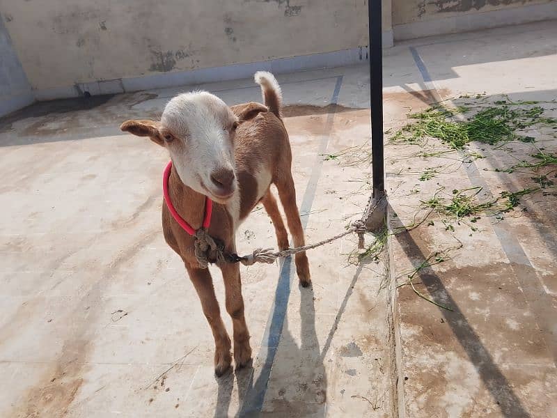 Pregnant Teddy goat 3