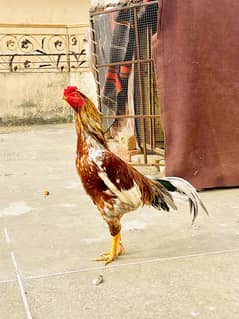 pure Aseel/ Aseel jawa /top quality Aseel / Aseel hens