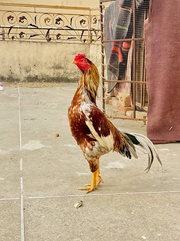 pure Aseel/ Aseel jawa /top quality Aseel / Aseel hens 1