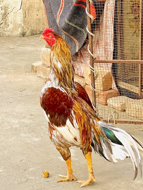 pure Aseel/ Aseel jawa /top quality Aseel / Aseel hens 3