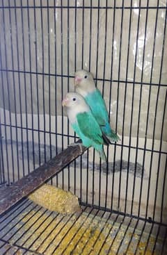 Lovebirds