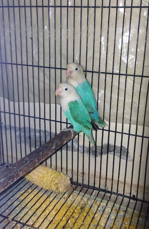 Lovebirds & Cockatiel 0