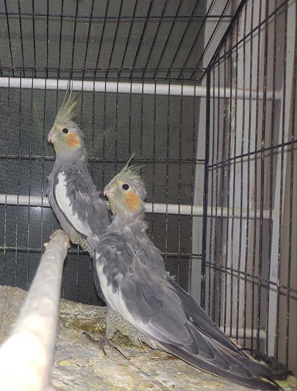 Lovebirds & Cockatiel 2