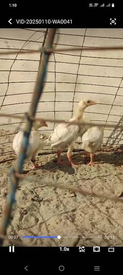 paper white aseel chicks available for sale