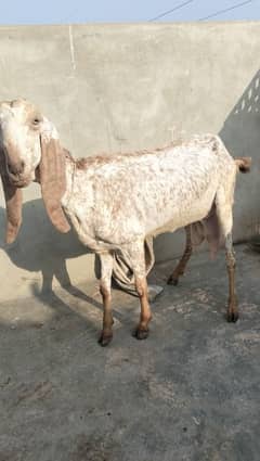 Makkha chini bakri