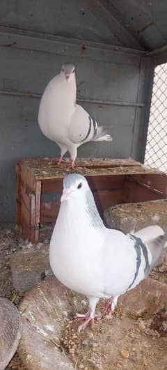 silver sherazi pigeons for sale