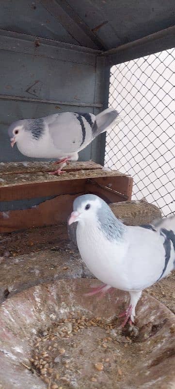 silver sherazi pigeons for sale 1