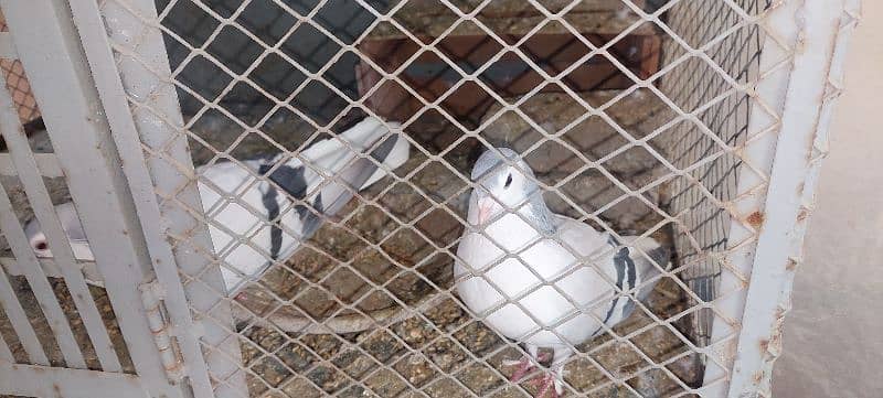 silver sherazi pigeons for sale 2