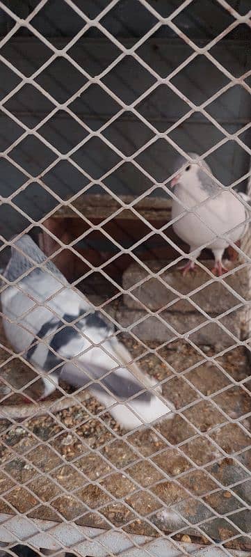 silver sherazi pigeons for sale 3