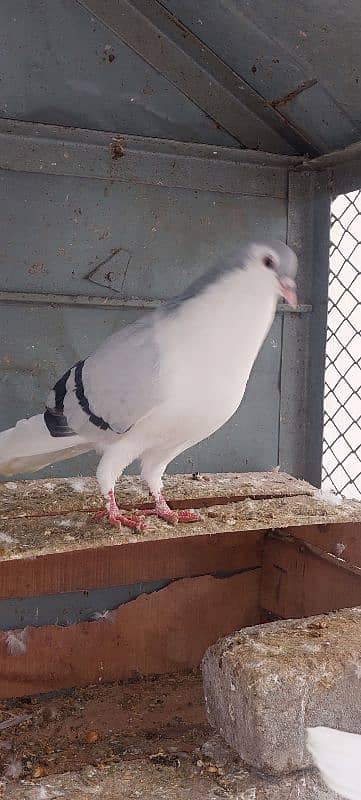 silver sherazi pigeons for sale 4