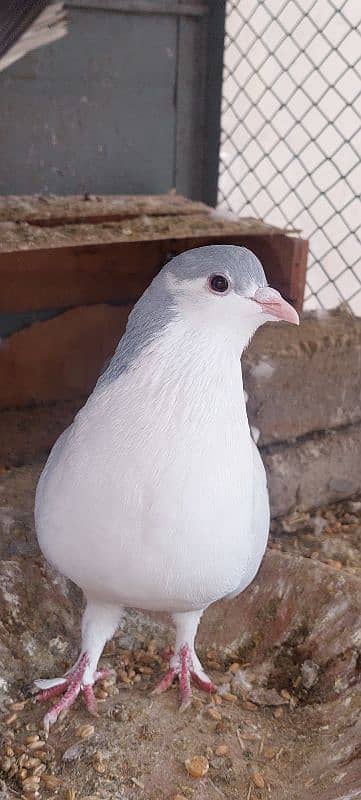 silver sherazi pigeons for sale 5