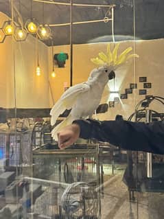 Tritron Cockatoo | Hand Tamed Cockatoo | Talking Parrot