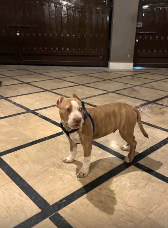 American bully full vacinated dewormed cropped ears 5 month old. 2