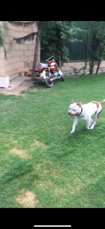 American bully full vacinated dewormed cropped ears 5 month old. 4