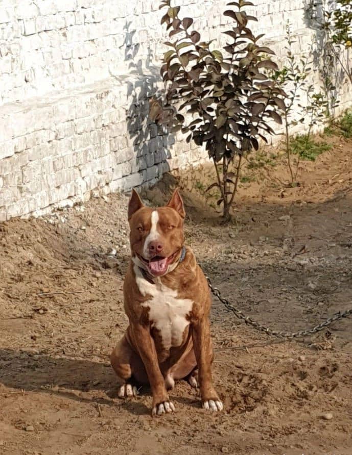 Pakistani bully | bully Dog | show class Pit bull | imported dog 5