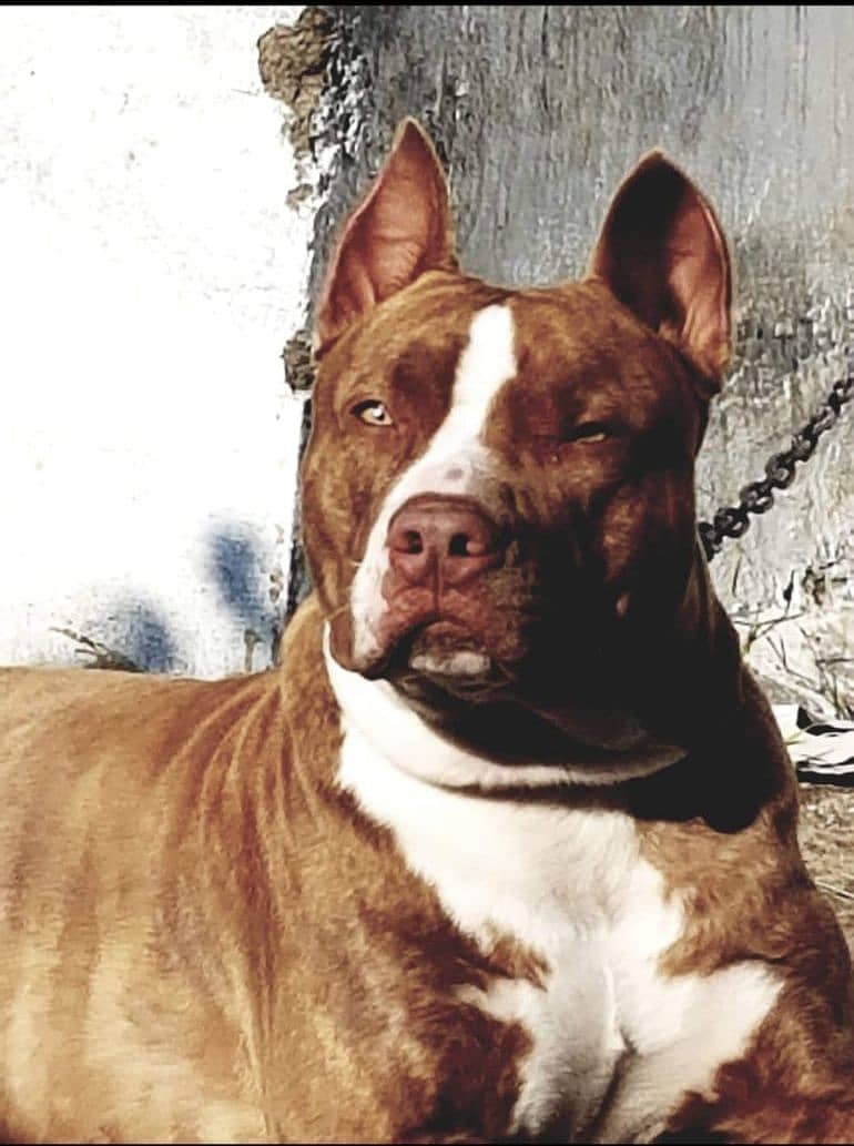 Pakistani bully | bully Dog | show class Pit bull | imported dog 6