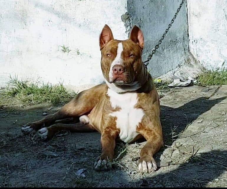 Pakistani bully | bully Dog | show class Pit bull | imported dog 8