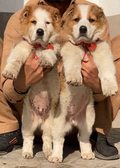 Alabai dog | King Alabai pair | security dog for sale | Alabai Breed