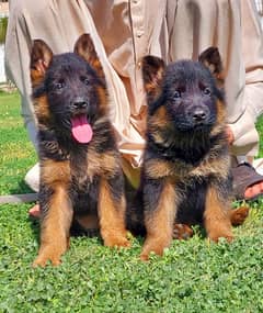 German Shepherd Double Coat Pair For Sale