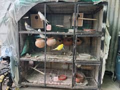 Selling my parrots with their cage