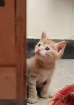 Tiger Pattern/Orange kitten