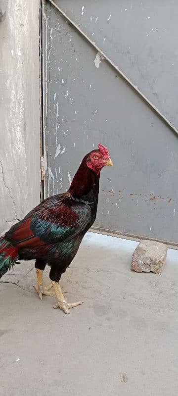 highe quality lakha breeder Morgha for sale or 1 morghi 3 chicks 1