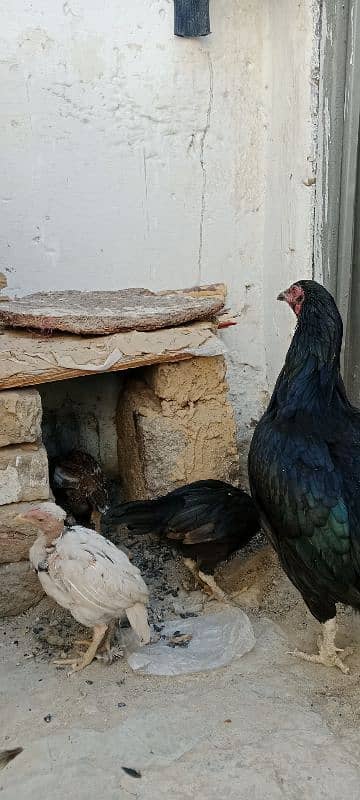 highe quality lakha breeder Morgha for sale or 1 morghi 3 chicks 4