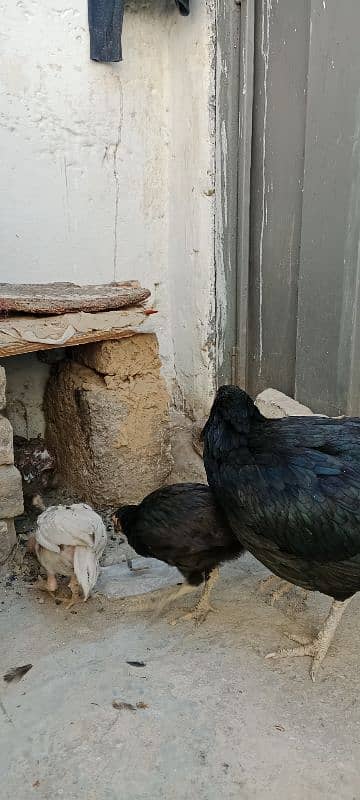 highe quality lakha breeder Morgha for sale or 1 morghi 3 chicks 5