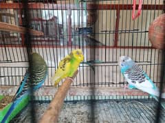 5 Budgies Parrots with Cage.