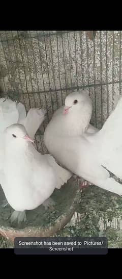 pigeon