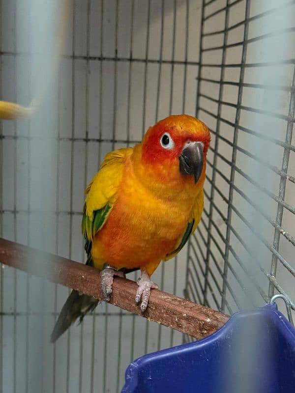 sun conure breeder pair with new cage 0