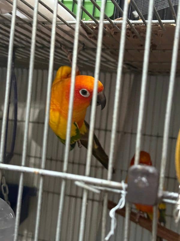 sun conure breeder pair with new cage 1