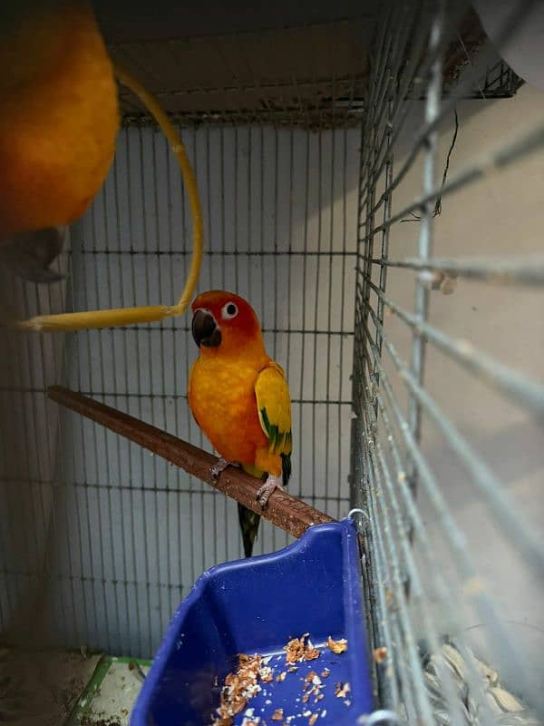 sun conure breeder pair with new cage 2