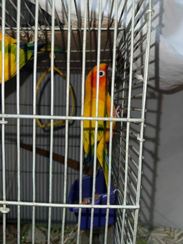 sun conure breeder pair with new cage 3